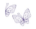 Delicate butterflies with patterns on the wings, simple, sweet, light, romantic. Illustration graphically hand-drawn in