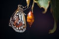 Delicate butterfly emerging from its chrysalis, unfurling its wings to reveal stunning patterns and hues. Generative AI Royalty Free Stock Photo