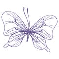 Delicate butterfly with patterns on the wings, simple, sweet, light, romantic. Illustration graphically hand-drawn in