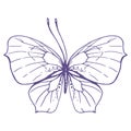 Delicate butterfly with patterns on the wings, simple, sweet, light, romantic. Illustration graphically hand-drawn in