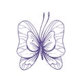 Delicate butterfly with patterns on the wings, simple, sweet, light, romantic. Illustration graphically hand-drawn in