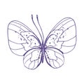 Delicate butterfly with patterns on the wings, simple, sweet, light, romantic. Illustration graphically hand-drawn in