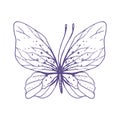 Delicate butterfly with patterns on the wings, simple, sweet, light, romantic. Illustration graphically hand-drawn in