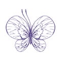 Delicate butterfly with patterns on the wings, simple, sweet, light, romantic. Illustration graphically hand-drawn in