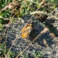 Delicate butterfly sitting on a rock Royalty Free Stock Photo
