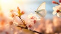 Delicate butterfly on white spring flower in morning sunlight, soft focus easter nature background Royalty Free Stock Photo