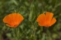 Californian poppy among field grass