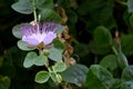 Capparis spinosa white flower with purple pistils Royalty Free Stock Photo