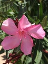 Pink cayenne flower.