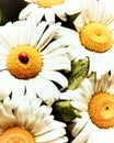 Delicate chamomile flowers close-up. Floral background of white daisies. Royalty Free Stock Photo