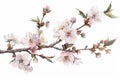 Delicate Cherry Blossom Branch