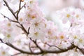 Delicate cherry blossom flowers up close Royalty Free Stock Photo