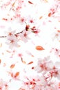 Cherry Blossoms Caught in a Gentle Breeze on a Bright Spring Day Royalty Free Stock Photo