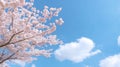 Delicate Cherry Blossoms Against a Clear Spring Sky Royalty Free Stock Photo