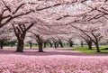 Delicate cherry blossoms bloom in a symphony of pink and white, their fragrant petals dancing on the breeze, a fleeting