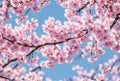 Delicate cherry blossoms bloom in a symphony of pink and white, their fragrant petals dancing on the breeze, a fleeting Royalty Free Stock Photo