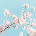 Delicate cherry blossoms in full bloom against a clear blue sky symbolize the ephemeral beauty of spring