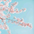Delicate cherry blossoms in full bloom against a clear blue sky symbolize the ephemeral beauty of spring