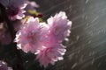 Delicate cherry blossoms on the rain