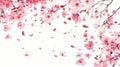 Delicate cherry blossoms Against a white background. Generative Ai