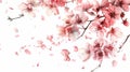 Delicate cherry blossoms Against a white background. Generative Ai Royalty Free Stock Photo