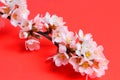 Delicate cherry flowers on a young branch, close-up, red background. Spring concept Royalty Free Stock Photo