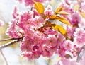 Delicate cherry tree flower in back light Royalty Free Stock Photo