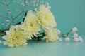 Delicate chrysanthemum flower close-up on a soft turquoise background with place for text