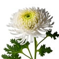 Delicate chrysanthemum flower isolated on white background. Close-up of one elegant white chrysanthemum bud