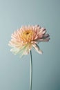 Delicate chrysanthemum flower on pastel blue background