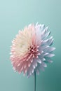 Delicate chrysanthemum flower on pastel blue background