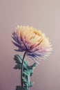 Delicate chrysanthemum flower on pastel pink background