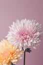 Delicate chrysanthemum flowers on pastel pink background