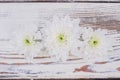 Delicate chrysanthemum flowers on wooden background.