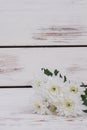 Delicate chrysanthemum flowers on wooden background.