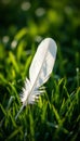 Single White Feather on Grass Royalty Free Stock Photo