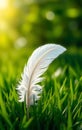 Single White Feather on Grass Royalty Free Stock Photo