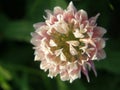 Delicate Clover Blossom Royalty Free Stock Photo