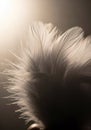 Delicate cluster of white feathers illuminated Royalty Free Stock Photo