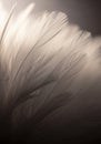Delicate cluster of white feathers illuminated Royalty Free Stock Photo