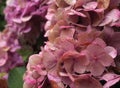 The delicate color of a pink hydrangea shrub at the end of its blooming period Royalty Free Stock Photo