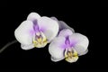 Delicate Colored Flowers of the Phalaenopsis Orchi