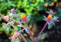 Delicate colorful echeveria flowers in pink and yellow