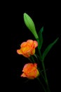 Soft and beautiful caribbean roses and a oriental white lily bud against black background Royalty Free Stock Photo