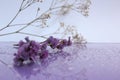 Delicate composition of lilac flowers with reflection on a soft blurred background Royalty Free Stock Photo