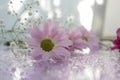 Delicate composition of pink flowers with reflection on a soft blurred background Royalty Free Stock Photo