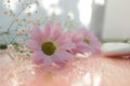 Delicate composition of pink flowers with reflection on a soft blurred background Royalty Free Stock Photo