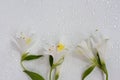 Delicate composition of white flowers with reflection on a soft blurred background Royalty Free Stock Photo