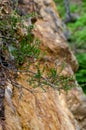 Delicate coniferous plant branch with tiny white flowers growing on vertical rocky mountain surface. Selective focus. Vertical