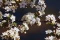 Contrast pattern of sour cherry rich blossom on deep blue April morning sky, nature enjoy direct sunshine in a farm garden